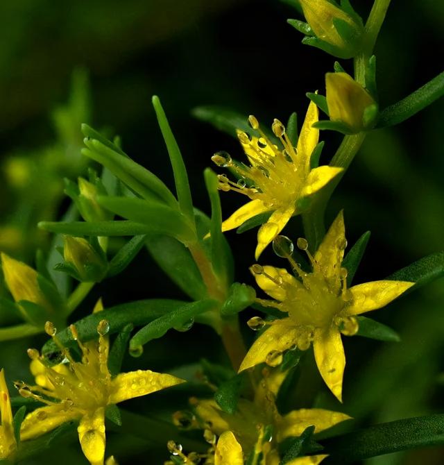 地被花卉篇——雨水花园里的植物们