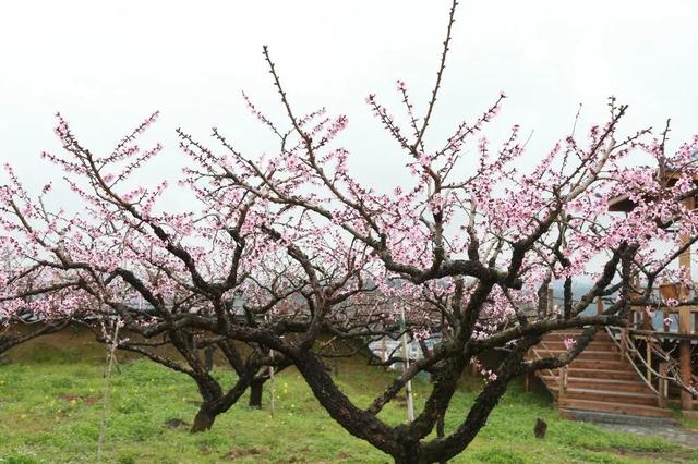 趣旅游■中国绿都 最氧三明 | 掬一捧春色,赏建宁桃红梨白……
