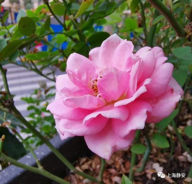 咖啡|富春小笼开咖啡店啦！老店跨界、阳光露台、咖啡蛋糕，潮