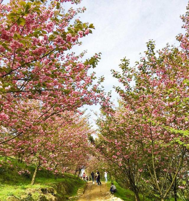 成都出发赏花、爬山、玩湖1日自驾游线路推荐