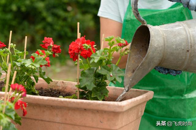 家庭养花记住四个要点，花卉不但长得好，管理起来轻松又省心