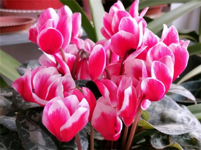 仙客来开花少？给足“肥力”，一直开到5月份