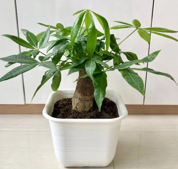 养花招虫除不尽？3个小技巧，让盆栽里一个虫子都没有