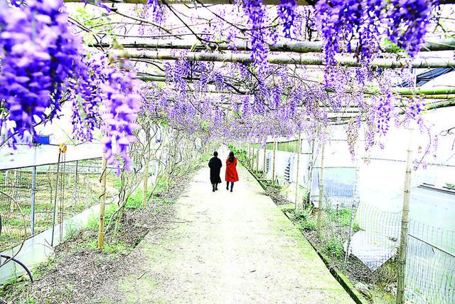 约吗旅行@又到紫藤花开时