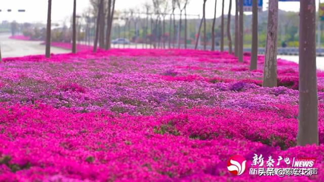 趣旅游@芝樱花海，为新泰“织”起“彩色地毯”！