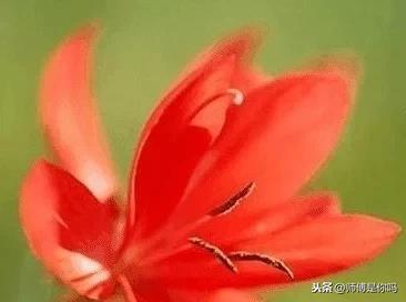 下边四朵花，哪一朵最有仙气？测最近你家会发生什么事情