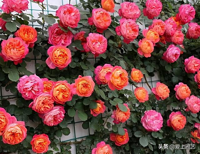 花开成串的小包子月季，首选浪漫三宝和她们的姐妹