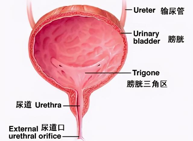 我们希望的五十岁以后是没有这些病出现，但阻止不了老去