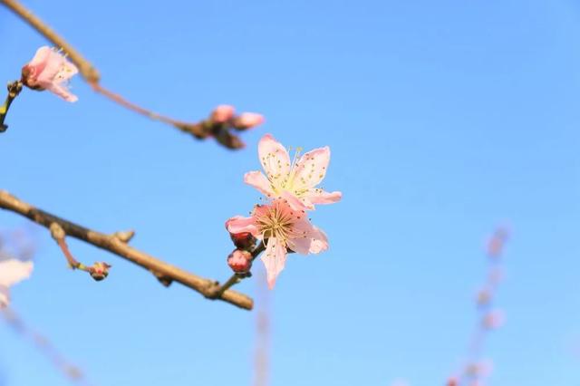 趣旅游■中国绿都 最氧三明 | 掬一捧春色,赏建宁桃红梨白……