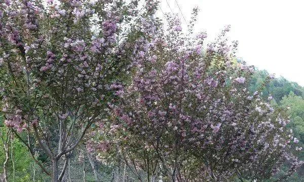 趣旅游▲栾川县陶湾镇变身“十里桃花”网红打卡地