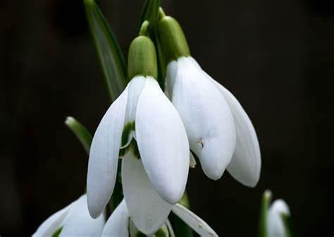 雪滴花怎么养，6种日常养护小妙招