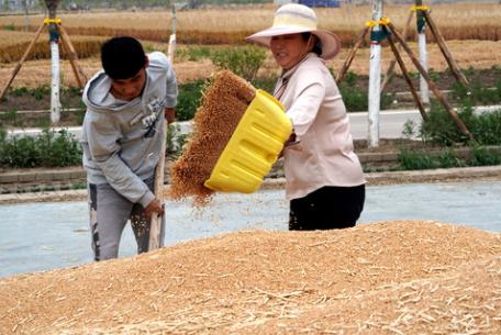 小麦|新华财经｜政策调控“降温”火热麦市 分析人士预计短期内不会跳水