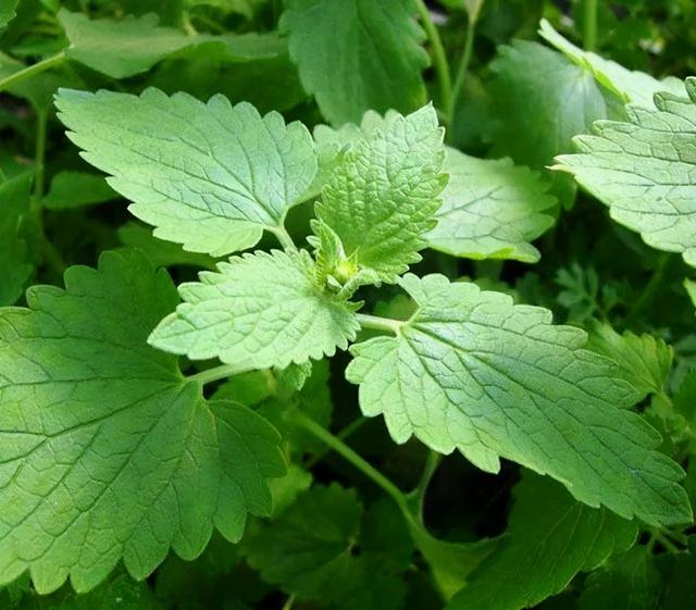 地被花卉篇——雨水花园里的植物们