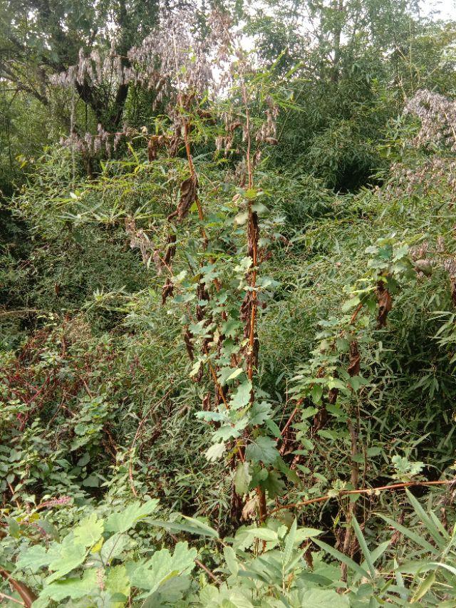 野草于我都是宝