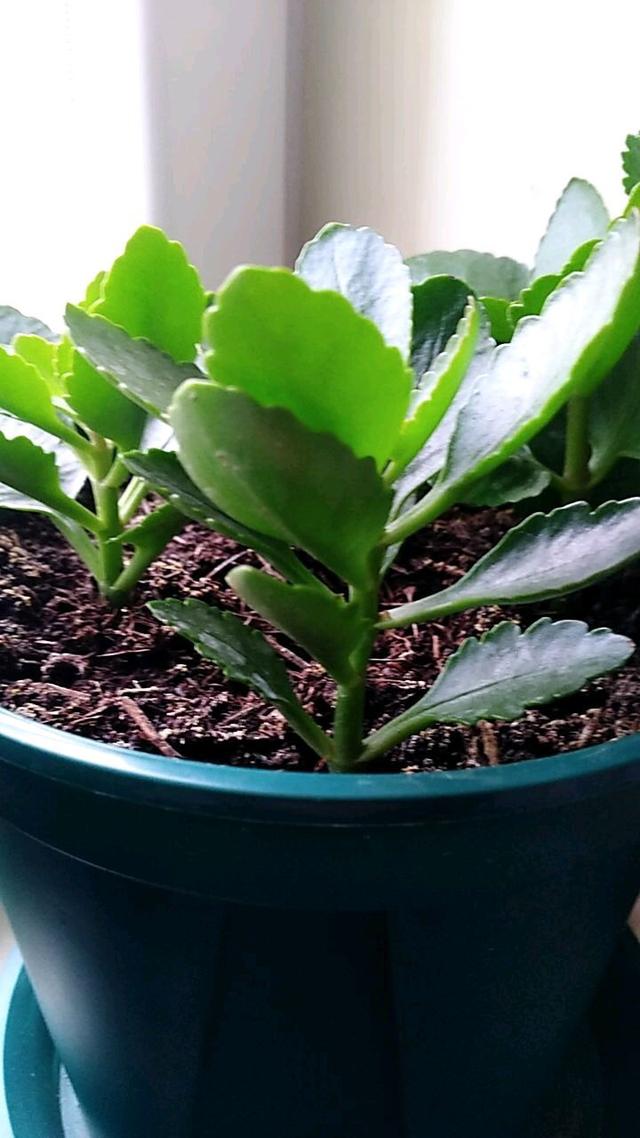 枝条|养长寿花6年，总结“5点”经验，一盆能变50盆，开花停不下来