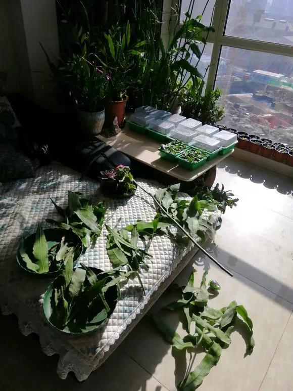 这些花别花冤枉钱买，朋友家里摘片叶子就能活，繁殖太简单