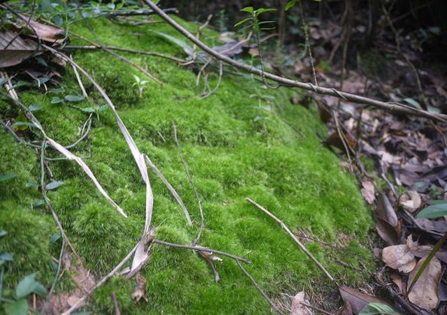 路边野草，种盆里变成值钱盆景，超好养还好看
