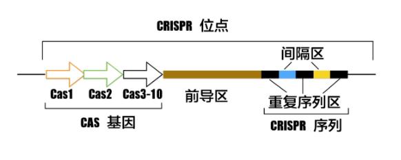 永不复发！刚得诺贝尔奖就被证明可有效治疗癌症，基因编辑技术或先造福人类