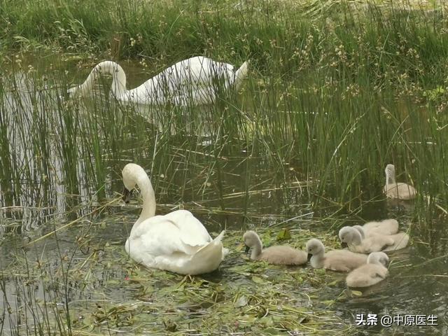 「你的育儿经」四个月的婴儿哭闹不止，被查出阑尾炎