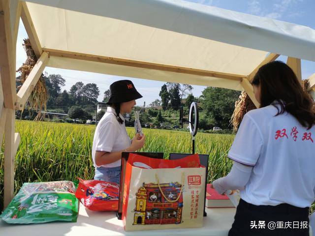 水稻收割比赛特色农产品直播带货妇女姐妹喜迎中国农民丰收节