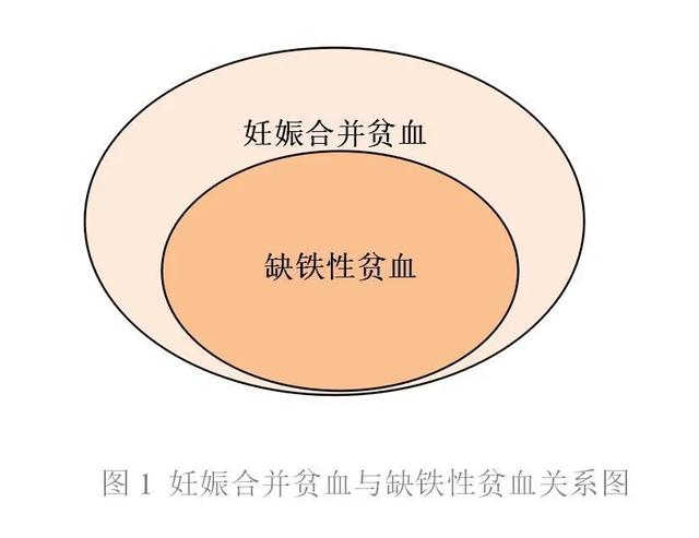 你的育儿经▲为什么孕期特别容易贫血？