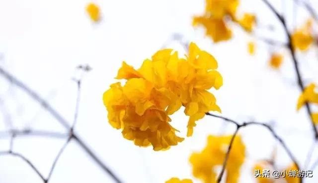 旅行柚子君：春天的南宁 黄花风铃木已盛开一大片金灿灿，快来这些公园赏花吧
