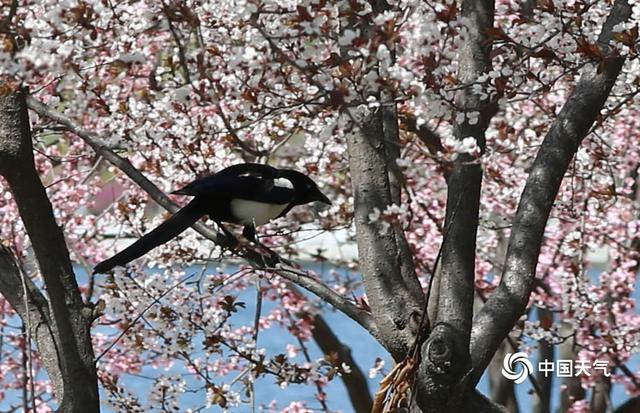 中国天气网:河南驻马店阳光明媚 春花烂漫正当时