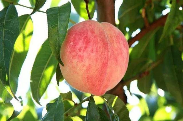 奋斗吧小青年|熊孩子偷摘邻居家桃子，却不小心摔断腿，邻居无辜躺枪遭索赔