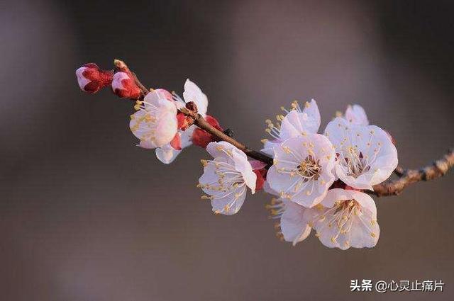 “四季花”——春夏秋冬四季的代表性花卉