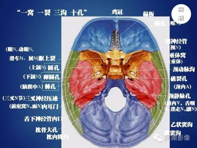 WoW，最全神经系统解剖图来了