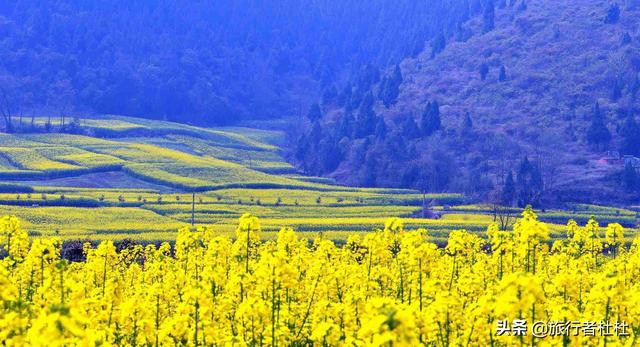「约吗旅行」百万亩油菜花盛开，处处诗情画意，致最美的汉中油菜花