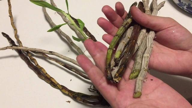 4种“养人花”，人养它，它更养人，摘了泡泡茶，大病小病不见了