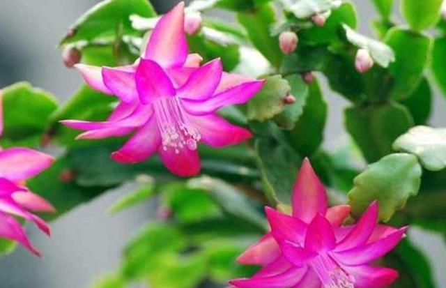 冬天养蟹爪兰，做好3点，叶子油绿，花开满盆，超漂亮