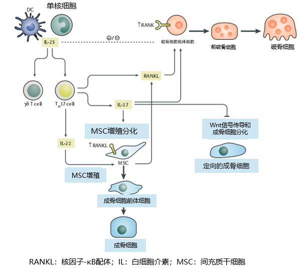 ACR速递 | AS患者：控制症状外，如何应对骨的进展？