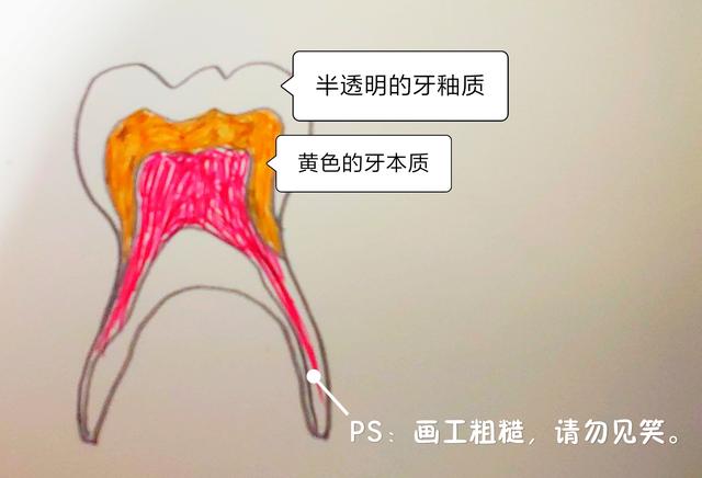 [超级宝妈]涨知识，原来孩子的牙齿是这样长的
