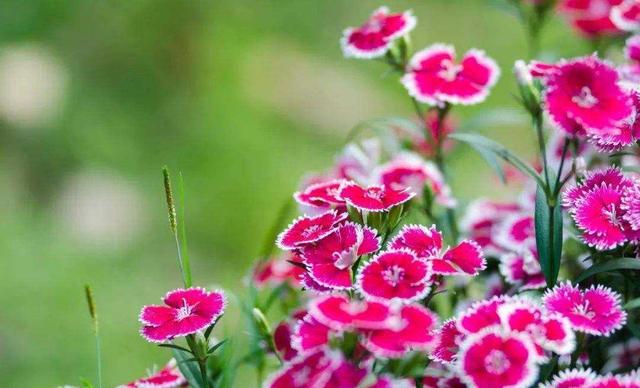 这几种花不畏寒，零下也能自如开花，冬天也能赏花真惬意