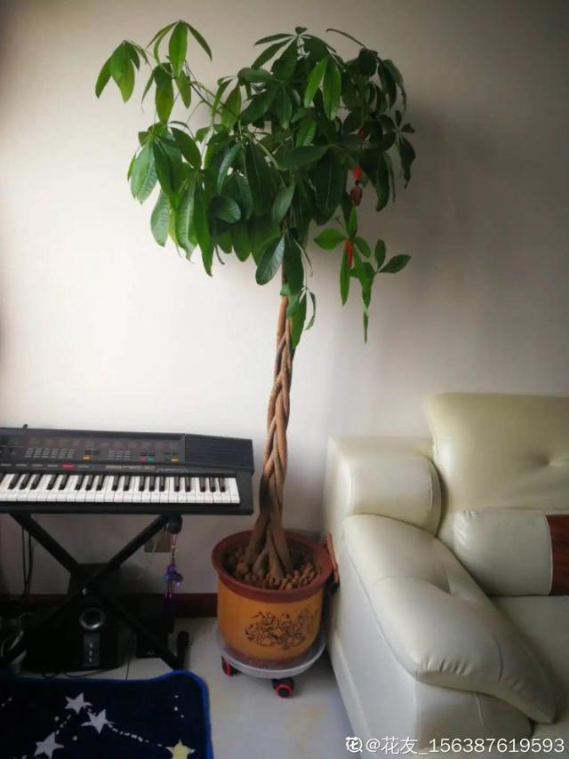 15种镇宅花，家里摆一盆，镇宅旺运超霸气