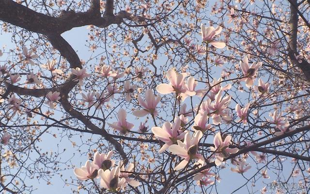 [趣旅游]双玉兰古树，来自春天的使者