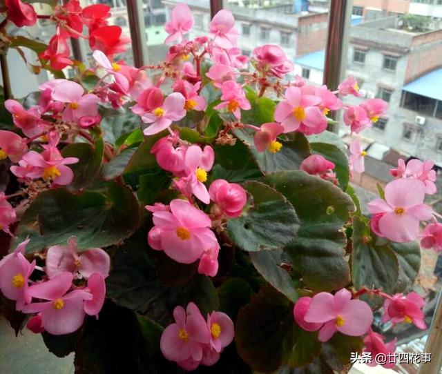 家养3种花，让它们“交接班”，一年开花365天，阳台变花海