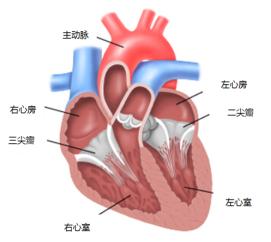 心脏超声怎么做？有什么用？有害吗？