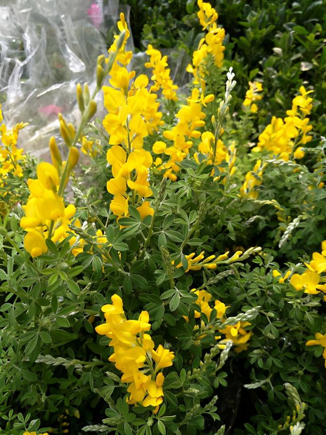 匍匐生长的金雀花，开花金灿灿极耀眼，记住这几点开得旺