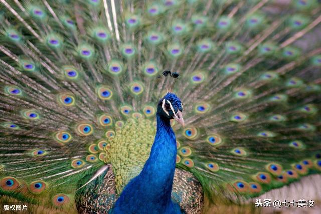 时尚探究社天爱真是拼显腿长三伏天穿冬天靴子！赶快get明星同款短靴搭配