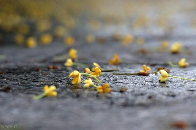 秋风秋雨，不如秋天有你