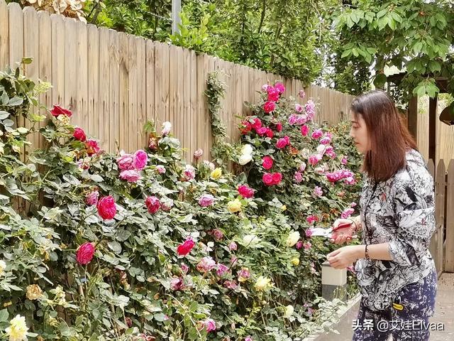 时尚探究社54岁周海媚发福了，紧身奶奶裤剪花110斤穿出120斤，腿粗得不敢P