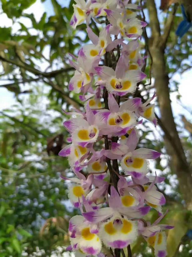 神农本草图经，薯蓣 菊花 甘草 人参 石斛 石龙芮