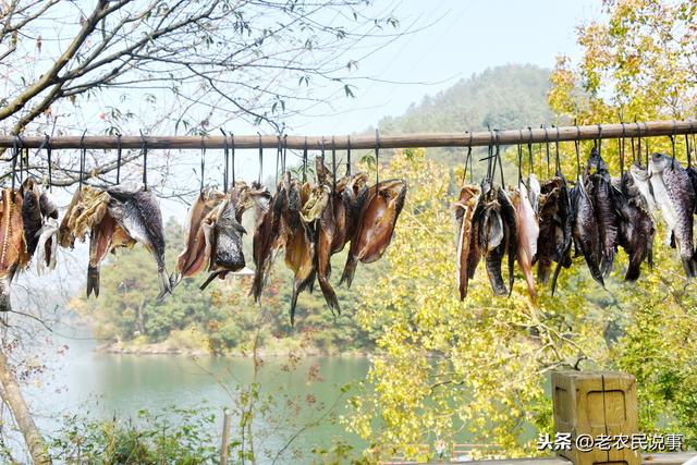 农村老家腌鱼，用盐是关键，掌握五点，腊鱼咸香紧实，久放不坏