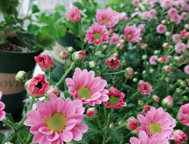 有一种花叫做小切粉，天冷就开花，满头花苞，漂亮清新