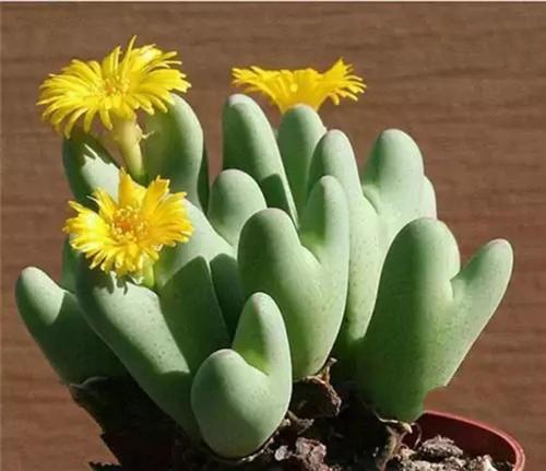 室内阳台养多肉，不要掉以轻心！密封空间盆栽更需注意细节