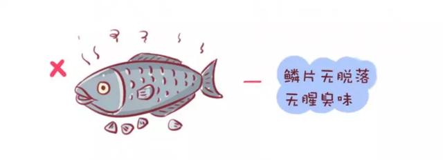 你的育儿经|不是所有的鱼吃了都能让宝宝变聪明，这几种鱼是黑名单，你知道吗