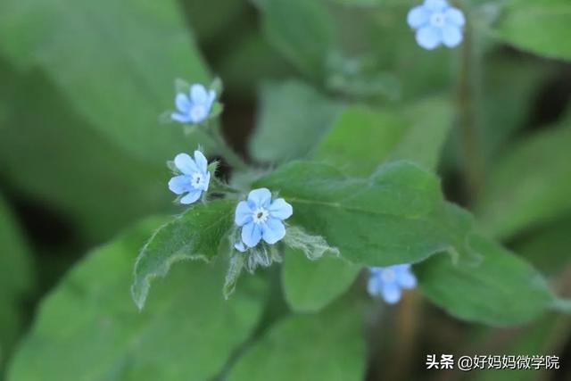 #超级宝妈#你认识路边那些星星般的蓝色小花?别再用“不知道”打发孩子了